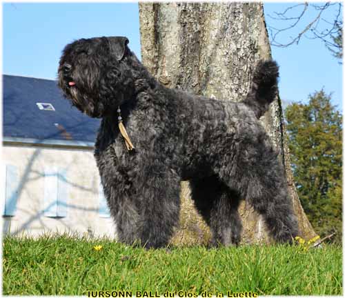 IURSONN du Clos de la Luette SITE WEB ELEVAGE DU CLOS DE LA LUETTE SPECIALISE POUR LE BOUVIER DES FLANDRES ©